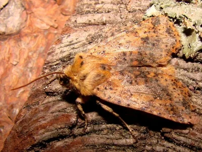 Conistra (Dasycampa) rubiginea