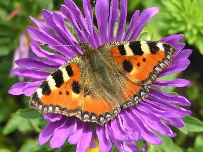 Aglais urticae