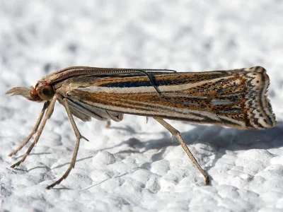 Ancylolomia disparalis