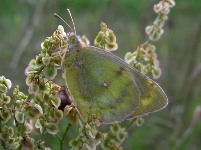 Colias hyale