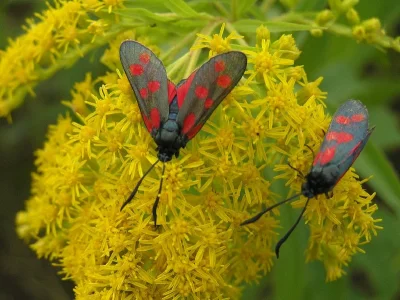 Zygaena (Zygaena) filipendulae