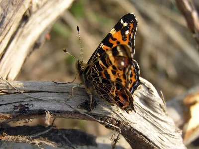 Araschnia levana