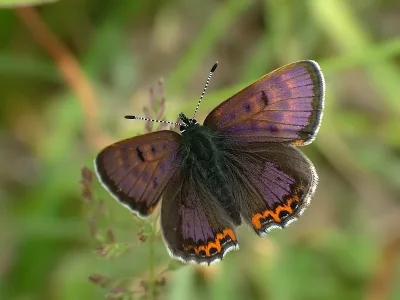Lycaena (Helleia) helle