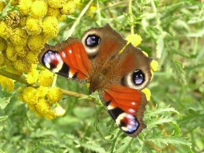Aglais io