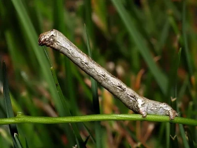 Ectropis crepuscularia