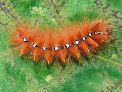 Acronicta (A.) aceris