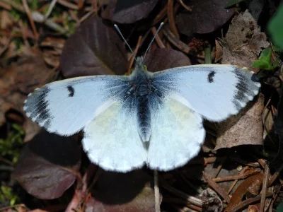 Anthocharis (Anthocharis) cardamines