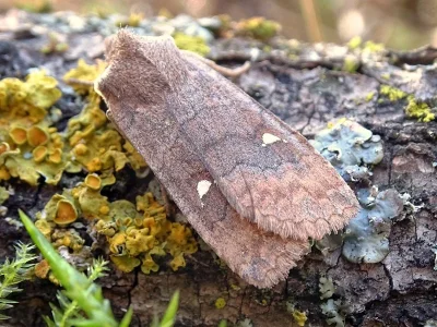 Eupsilia transversa