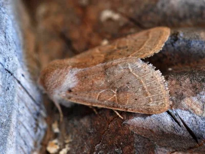 Orthosia (Monima) cerasi