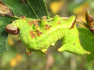 Notodonta dromedarius