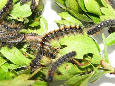 Eriogaster (E.) catax