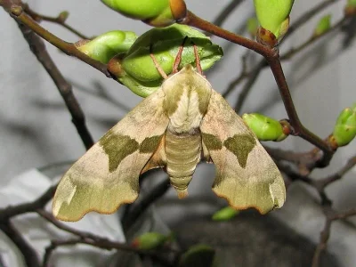Mimas tiliae