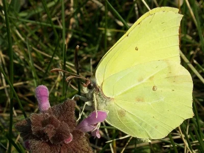 Gonepteryx rhamni