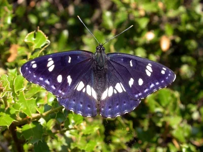 Limenitis reducta