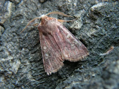 Cerastis (Cerastis) leucographa