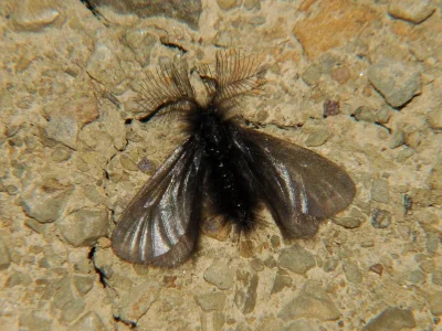 Ptilocephala plumifera