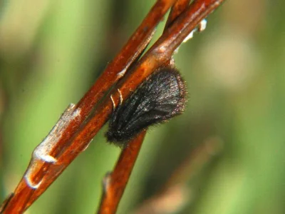 Epichnopterix crimaeana