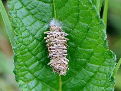 Megalophanes viciella