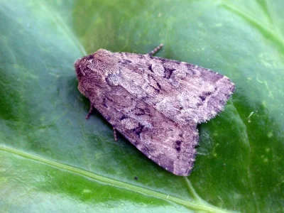 Apterogenum ypsillon