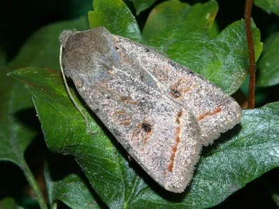 Agrochola (Leptologia) lota