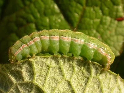 Anarta (Calocestra) trifolii