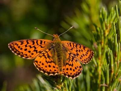 Boloria (Boloria) aquilonaris