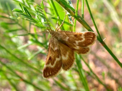 Synaphe moldavica