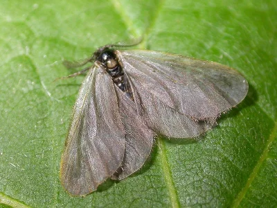 Sterrhopterix fusca