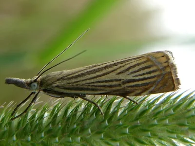 Chrysoteuchia culmella