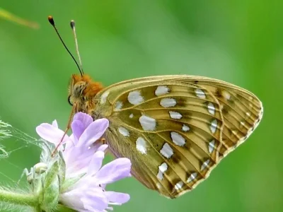 Argynnis (Speyeria) aglaja