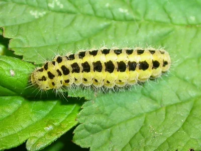 Zygaena (Zygaena) filipendulae