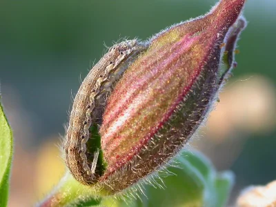 Helicoverpa armigera