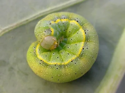 Lacanobia (Diataraxia) oleracea