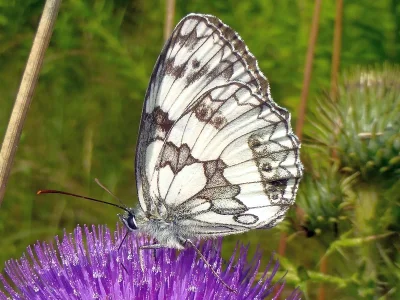 Melanargia (Melanargia) galathea