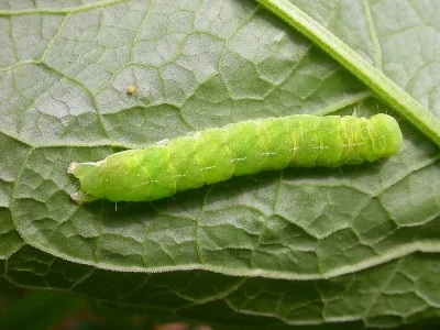 Phlogophora meticulosa