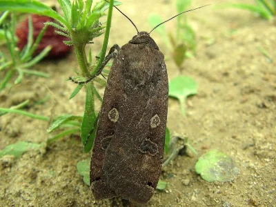 Noctua pronuba