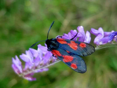 Zygaena (Zygaena) trifolii