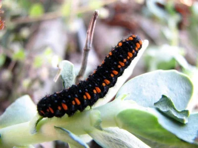 Parnassius (P.) apollo