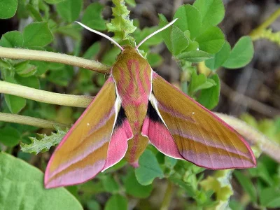 Deilephila elpenor