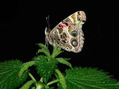 Vanessa virginiensis