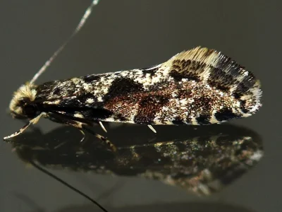 Nemapogon granella