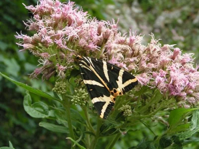 Euplagia quadripunctaria