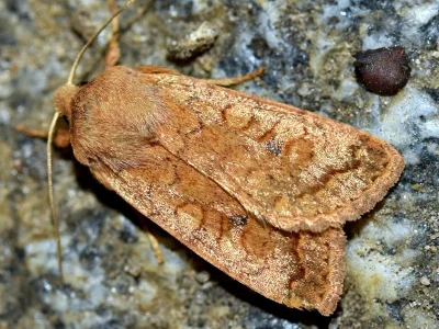 Agrochola (Sunira) circellaris