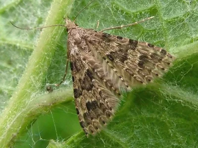 Alucita hexadactyla
