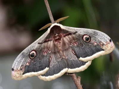 Saturnia (Saturnia) pyri
