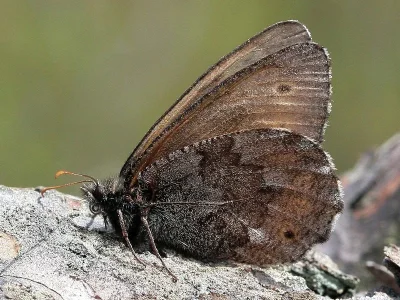 Oeneis (Oeneis) jutta