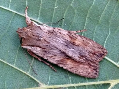 Lithophane (Lithophane) socia