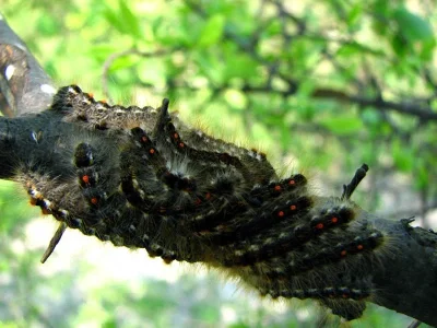 Euproctis (Euproctis) chrysorrhoea