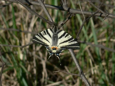 Iphiclides podalirius