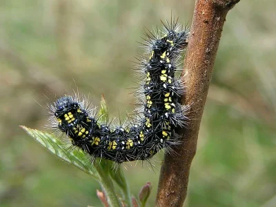 Callimorpha dominula